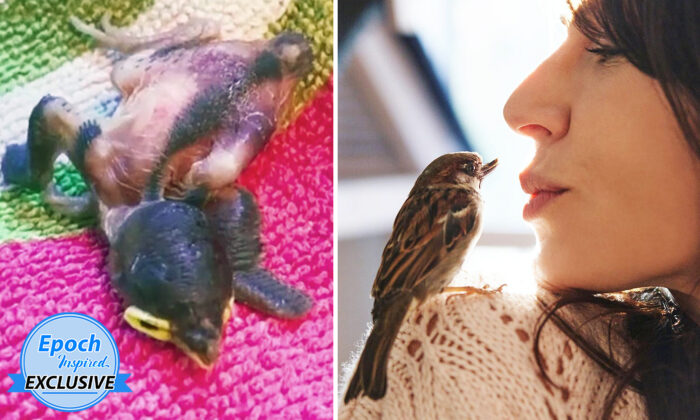 Une femme trouve un moineau blessé dans la rue, l&rsquo;élève et lui attribue le mérite de lui avoir sauvé la vie