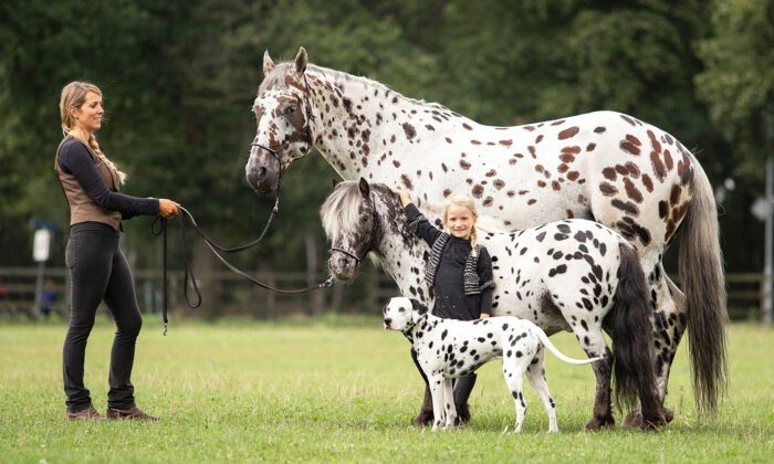 Photos : un cheval, un poney et un chien aux taches identiques sont les meilleurs amis du monde