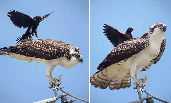 Un photographe aperçoit un petit oiseau noir qui tente de « surfer » sur un balbuzard pêcheur