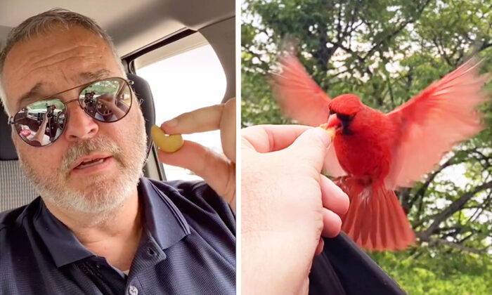 Un homme noue une amitié étonnante avec un cardinal rouge et déjeune avec lui tous les jours depuis 20 mois