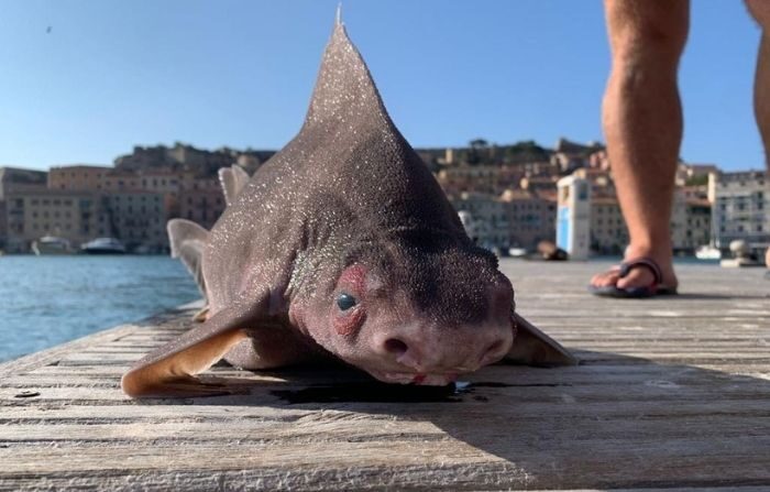 Surprenante découverte d&rsquo;un requin à tête de cochon flottant dans la mer italienne