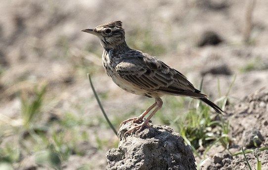 Le gouvernement veut réautoriser des chasses traditionnelles d&rsquo;oiseaux
