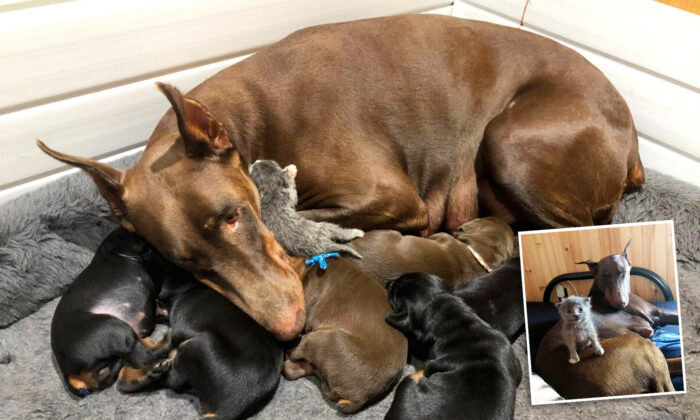 Un doberman « adopte » un chaton abandonné après avoir donné naissance à sa propre portée de chiots