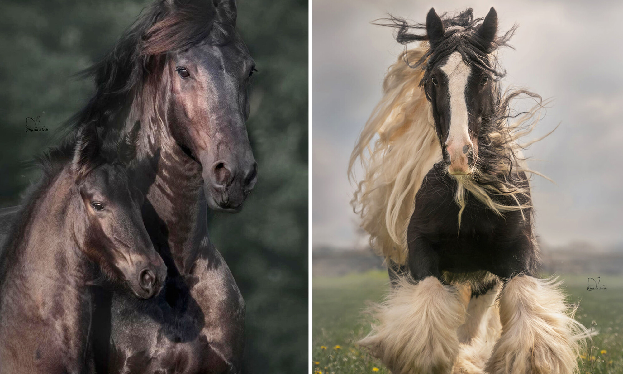 Une photographe capture la puissance impressionnante des chevaux de trait dans ses clichés dramatiques de chevaux en mouvement