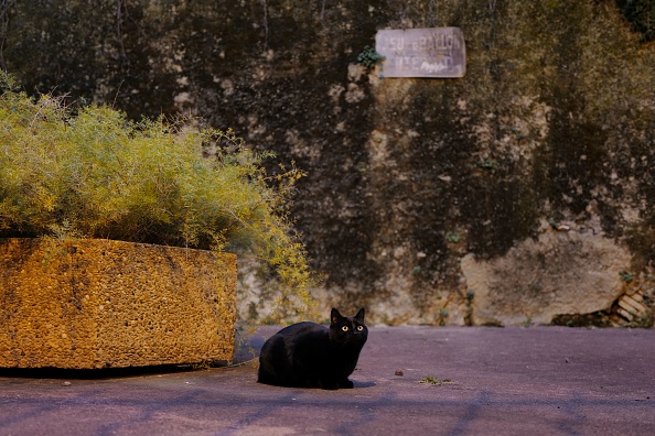 Côtes-d&rsquo;Armor : le chat Bagheera réintègre son domicile après 15 mois d’absence