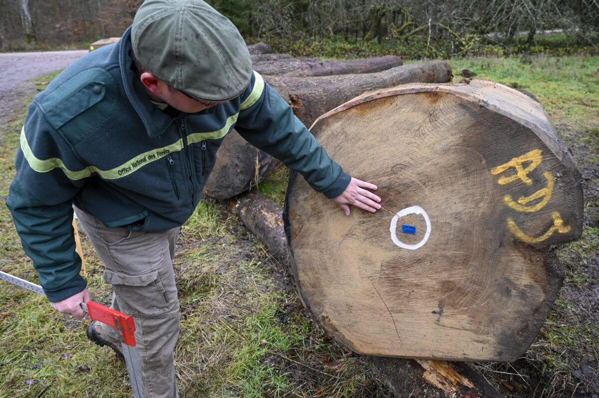 L&rsquo;industrie forestière mondiale sonne l&rsquo;alerte face aux exportations massives de bois en Chine