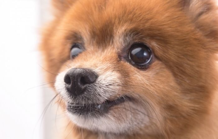 Un chiot miniature né sans pattes avant est sauvé de l’euthanasie