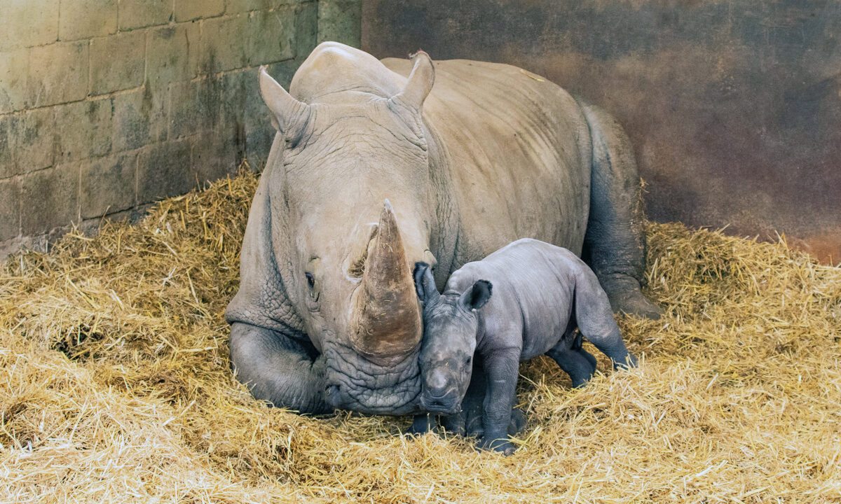 Une femelle rhinocéros blanc du Sud donne naissance à une petite femelle au zoo de Londres et les photos sont adorables