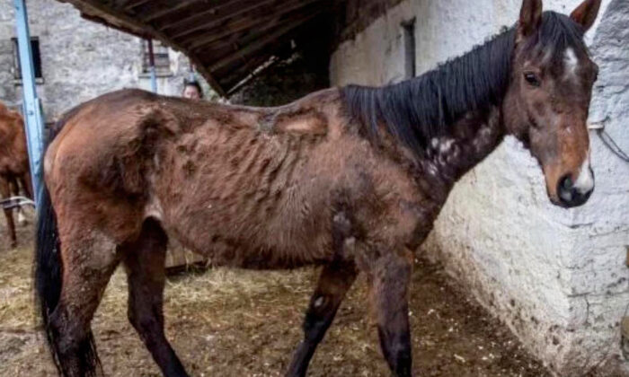 Un cheval de course vendu pour plus de 255 000 euros, laissé à l&rsquo;abandon dans un hangar insalubre, a été sauvé et s’épanouit désormais