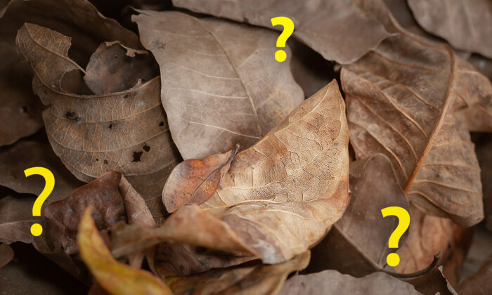 Pouvez-vous repérer le papillon de nuit habilement camouflé dans cette photo de feuilles brunes et craquantes ?