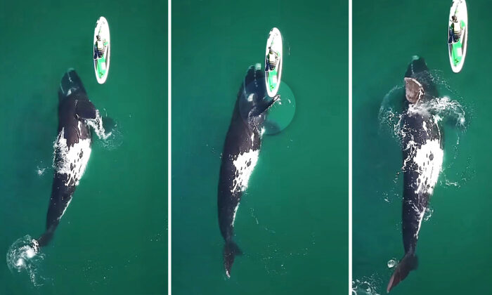 Le moment incroyable où une énorme baleine donne une poussée à un paddleboarder est filmé – magnifique