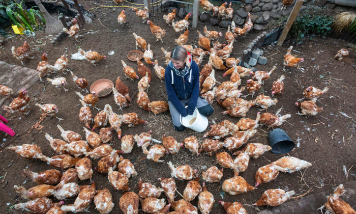 Une femme sauve 4000 poules en collectant près de 3000 euros en 36 heures