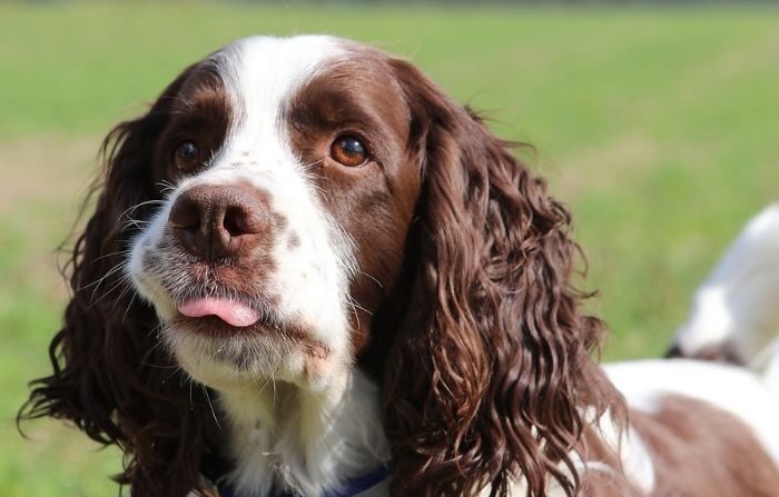 Les membres d&rsquo;une famille se relaient pour dormir près de leur chien de 14 ans en fin de vie