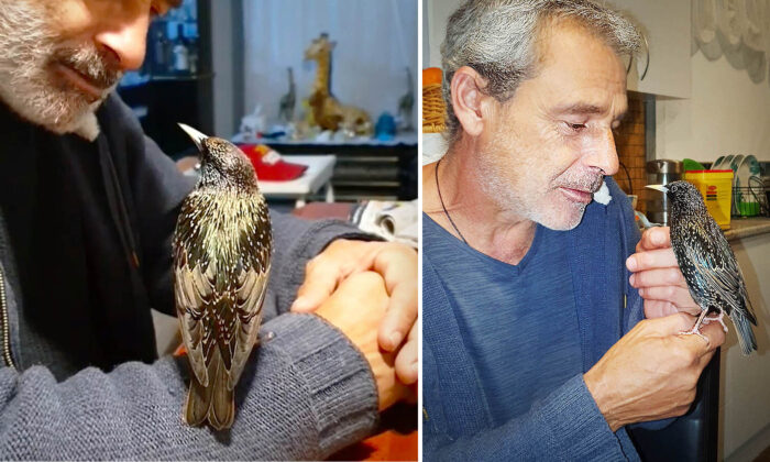 Un homme soigne un oiseau abandonné et lui apprend à siffler l&rsquo;hymne de son équipe de football