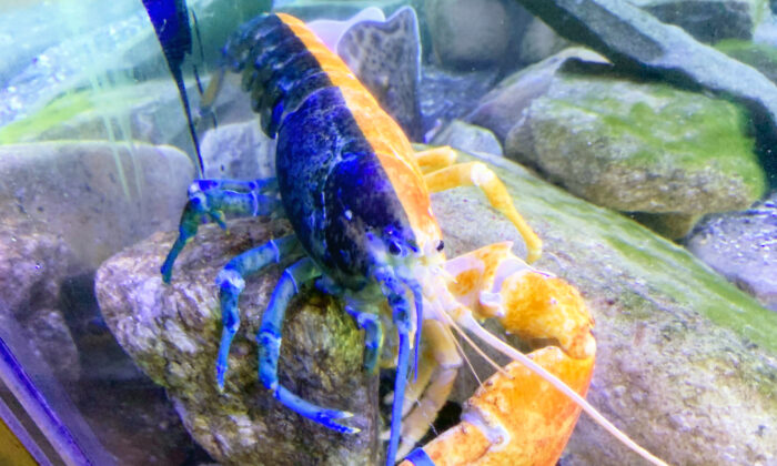 Un homard très rare, de couleur bleu-orange,(un sur 50 millions), est recueilli après la fermeture d&rsquo;un aquarium dans le Maine pendant le COVID