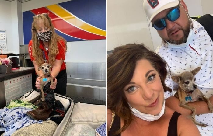 Un petit chihuahua se cache dans la valise de ses maîtres