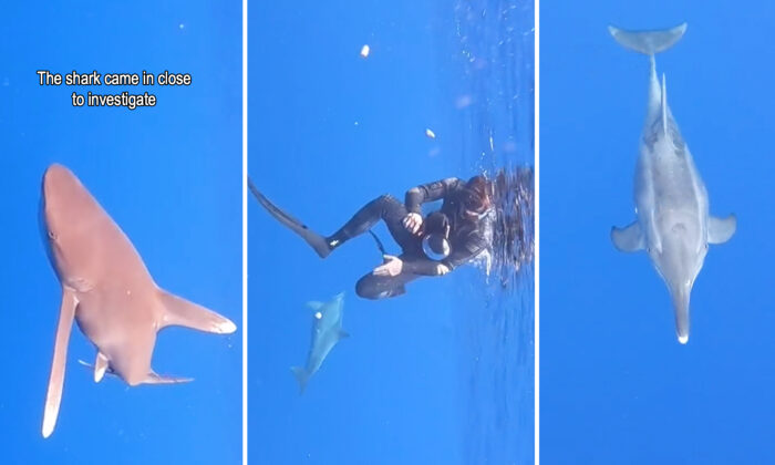 VIDÉO : un dauphin aperçoit un requin qui tourne autour de plongeurs et tente de les protéger