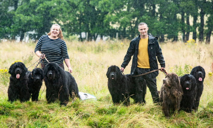 Un couple partage sa maison avec sept énormes terre-neuve : « Ce n&rsquo;est pas une race pour tout le monde »
