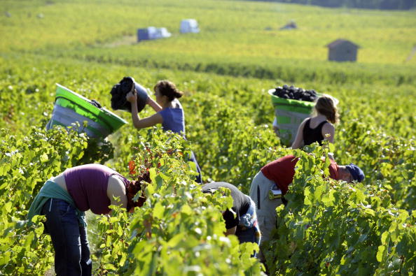 Vendanges en Champagne : un procès en 2025 pour traite d&rsquo;êtres humains, travail dissimulé…