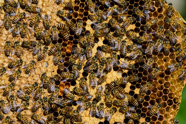 « Une démolition au goût de miel » : en Côte-d&rsquo;Or, un ouvrier sauve 35.000 abeilles nichées dans un mur