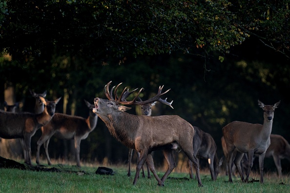 « Je peux vous dire que c’était encore plus spectaculaire en vrai » : un agriculteur filme le passage d’une centaine de cerfs sur ses terres