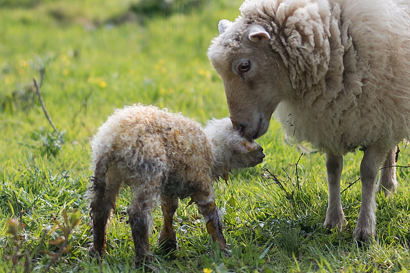 Royan : un agneau, que sa mère « essayait de tuer », a trouvé une nouvelle maman en la personne d’un agent municipal