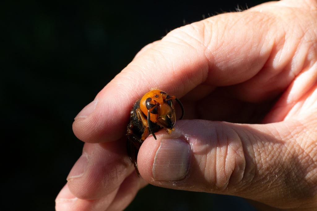 Le frelon oriental, nouvelle espèce « très dangereuse »pour les abeilles, a été détecté à Marseille
