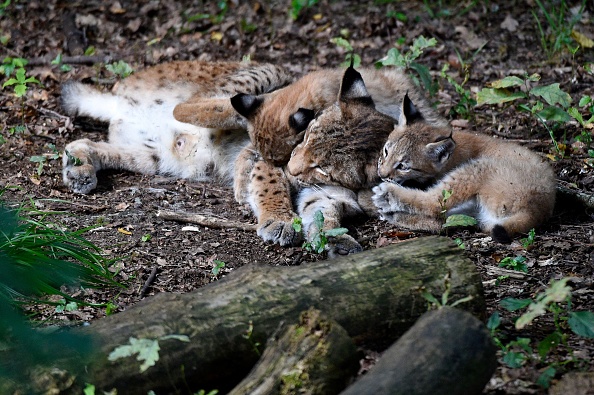 II filme quatre bébés lynx dans une forêt du Doubs : ils se sont approchés à 2 mètres