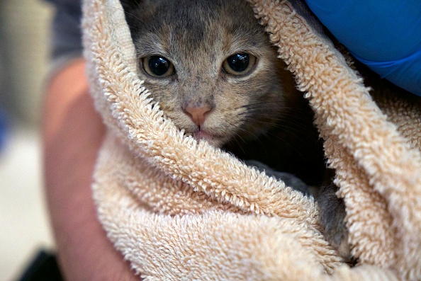 Lorraine : Grisouille a trouvé une famille, la chatte de 8 ans risquait l&rsquo;euthanasie si elle n&rsquo;était pas adoptée