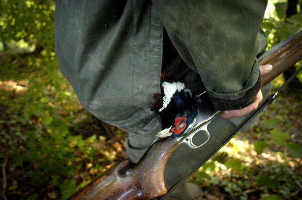 Les chasses traditionnelles d&rsquo;oiseaux de nouveaux suspendues par le Conseil d&rsquo;État