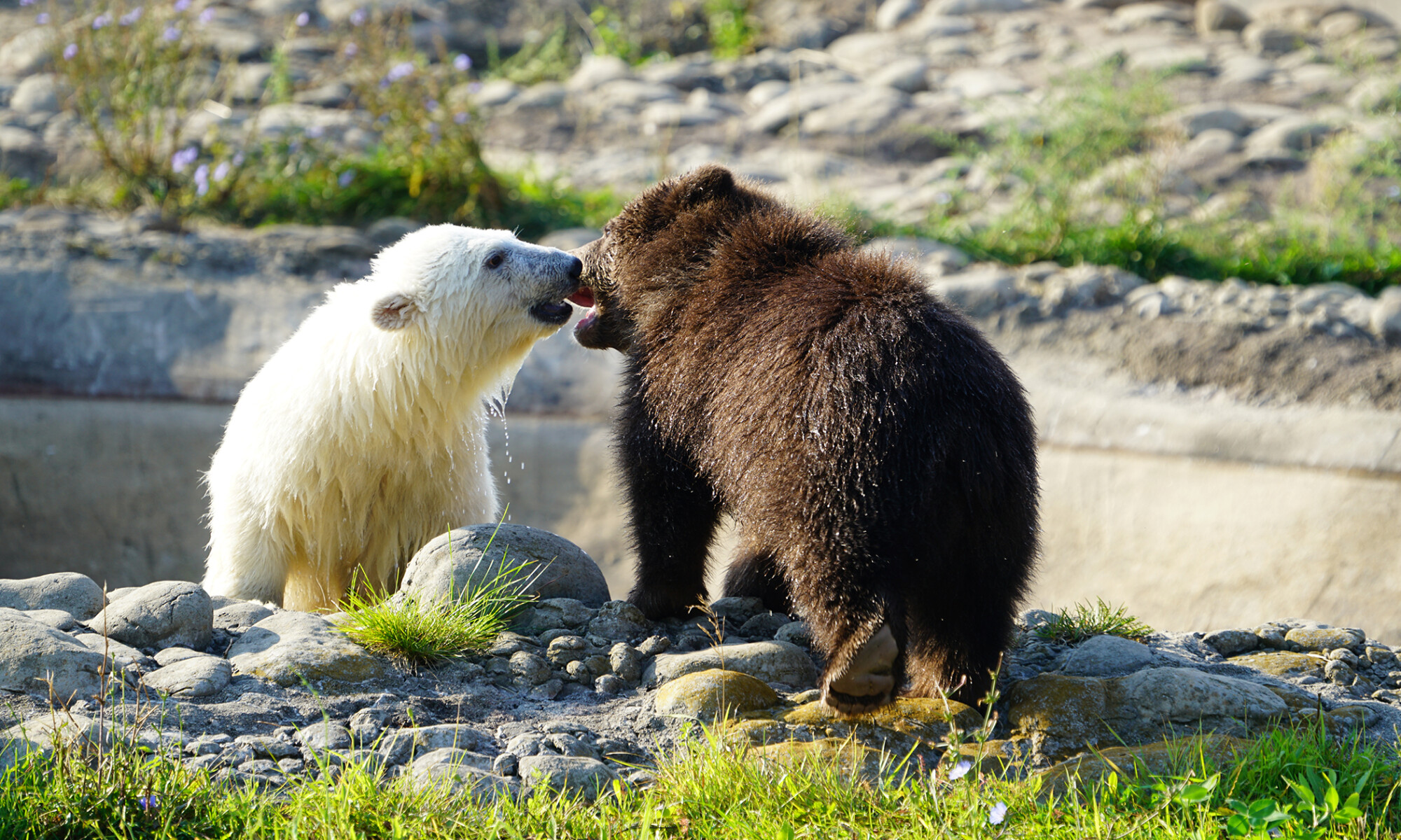 Vidéo : un petit grizzly orphelin rencontre un ourson polaire après son arrivée au zoo de Détroit
