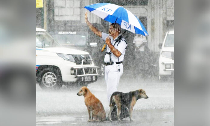 Une photo montre deux chiens trempés par la pluie, abrités par un agent de la circulation sous son parapluie