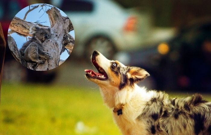 Un chien qui a sauvé plus de 100 koalas lors des incendies en Australie est récompensé pour son travail