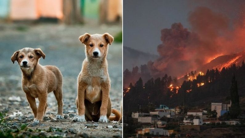 Près de 100 chiens sont sauvés lors de l&rsquo;éruption du volcan de La Palma et attendent de retrouver leurs propriétaires
