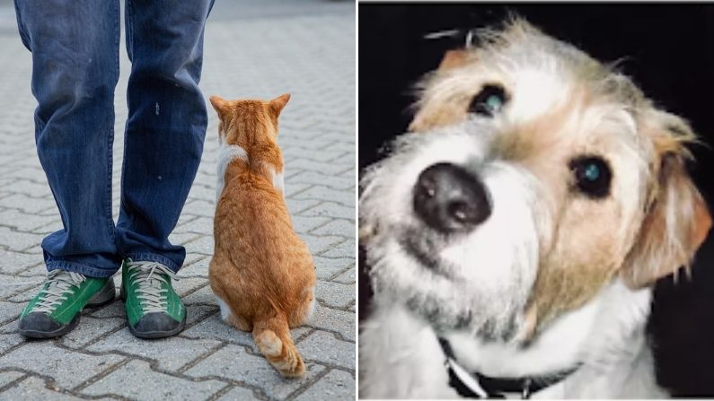 Un homme, son chat et son chien fidèle, qui lui avait sauvé la vie, meurent à quelques mois d&rsquo;intervalle