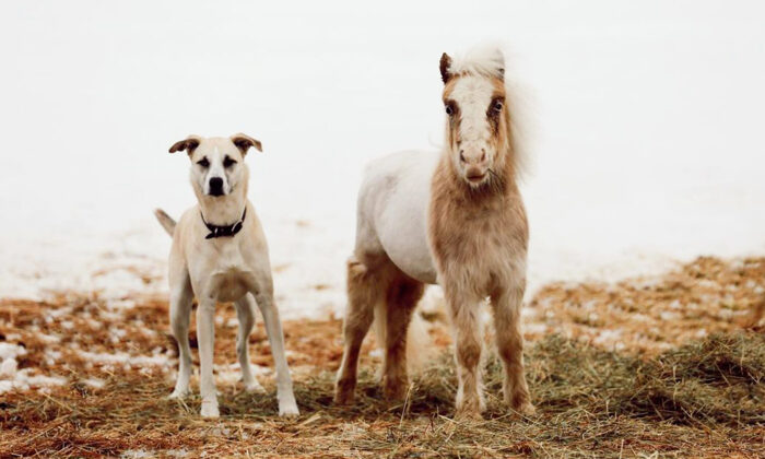 « C&rsquo;est vraiment spécial » : un cheval miniature et une chienne secourus partagent un lien incroyable entre eux