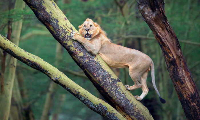 Au Kenya, un photographe capture un lion réfugié dans un arbre, terrifié par le troupeau de 100 buffles en colère qui le poursuit