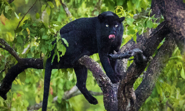 Un photographe animalier capture un léopard noir après deux ans de traque, les photos sont incroyables !