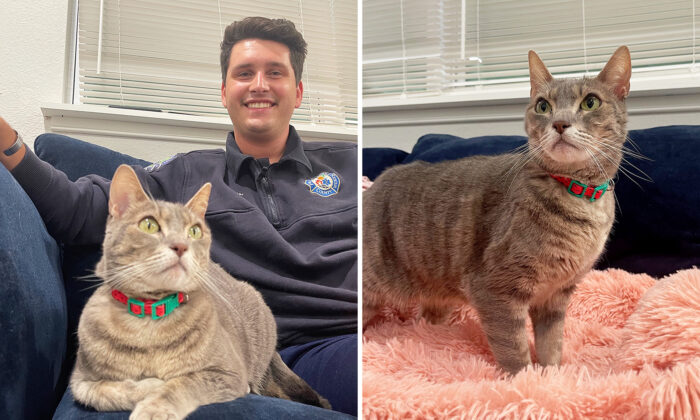 Un pompier adopte une chatte sauvée d&rsquo;un refuge en feu : « J&rsquo;ai signé les papiers sur le champ »