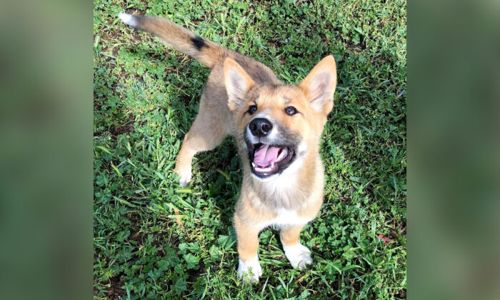 Un chiot blessé, déposé par un oiseau dans la cour d&rsquo;une dame, s&rsquo;avère être un dingo rare d’Australie