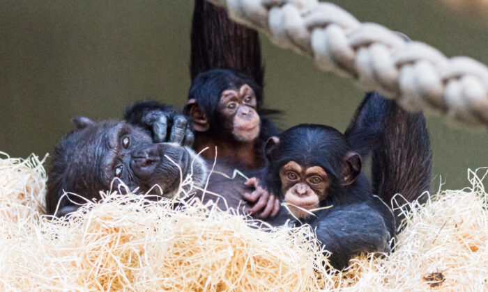 Vidéo : tendre adoption d&rsquo;un bébé chimpanzé par sa tante