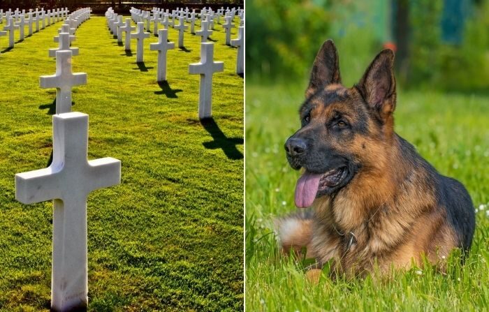 Un chien fidèle se rend chaque jour sur la tombe de son maître