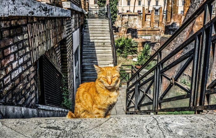Un youtuber construit un ascenseur original pour aider son vieux chat à descendre les escaliers