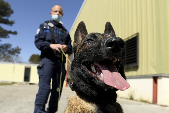 Tours : une chienne de la brigade des stupéfiants reçoit une médaille d&rsquo;or, une première dans le département