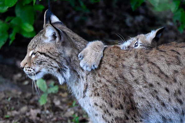Doubs : en rentrant d&rsquo;un repas de famille en pleine nuit, elle tombe sur une maman lynx et ses trois petits