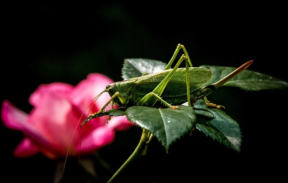 Le criquet migrateur autorisé dans les assiettes des Européens