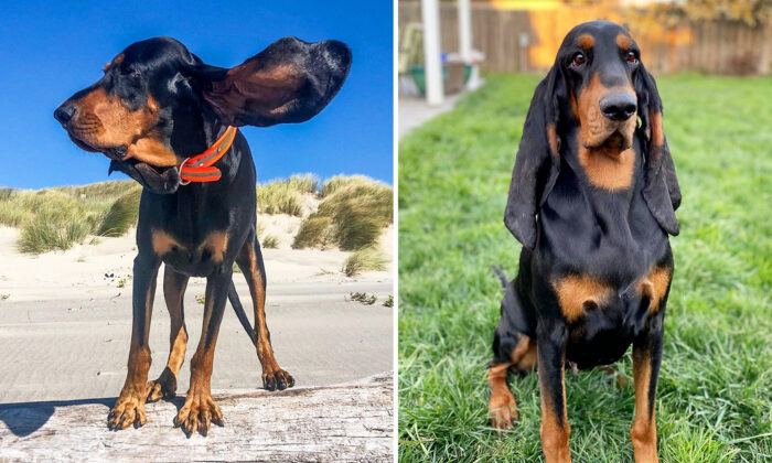 Un Coonhound aux oreilles tombantes bat le record mondial Guinness des plus longues oreilles pour un chien