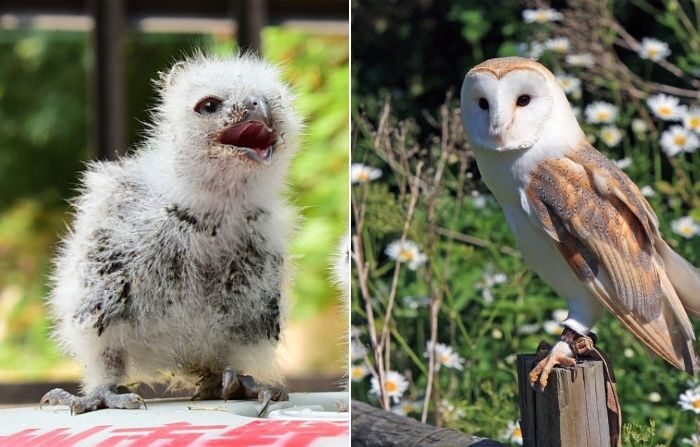 Des spécialistes sauvent un bébé chouette malgré sa petite taille