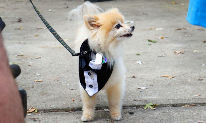 Un chien à trois pattes aide une infirmière à sauver son maître de 76 ans qui se noyait