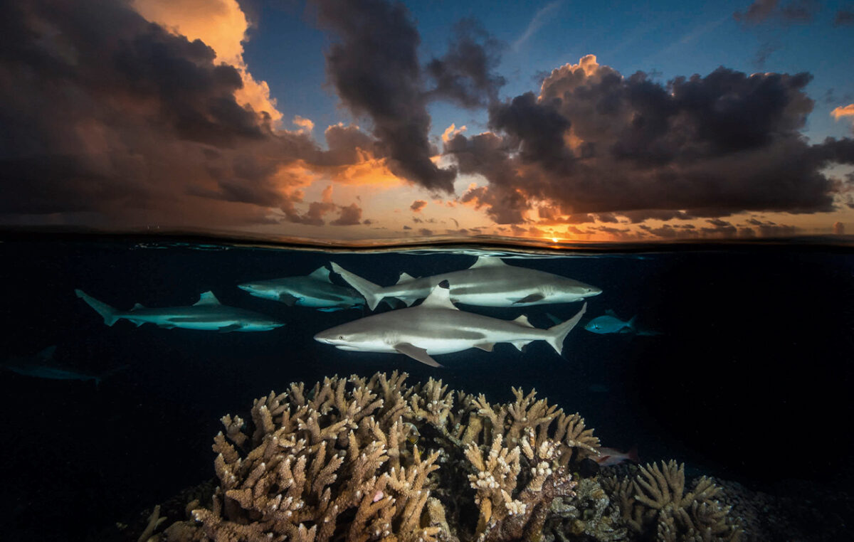 Un photographe du National Geographic capture des images sublimes de deux mondes, au-dessus et en dessous de la mer